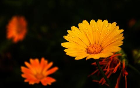 水滴在橙色的花朵壁纸