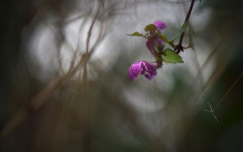 花宏高清壁纸