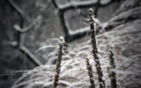 冬季雪高清壁纸