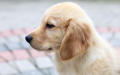 狗小狗猎犬照片库壁纸