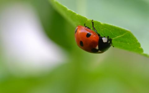 瓢虫昆虫壁纸