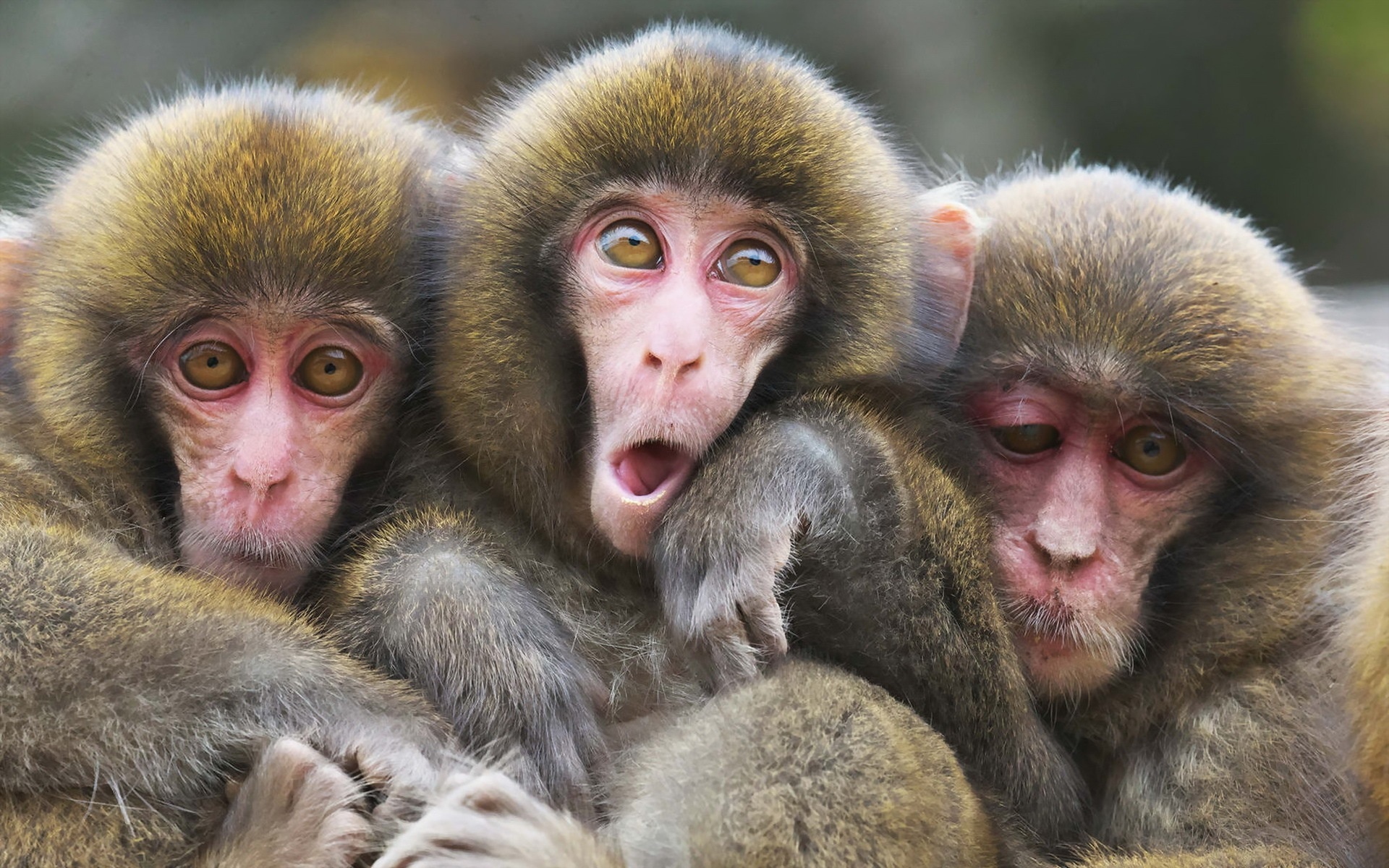 Three monkeys wallpaper