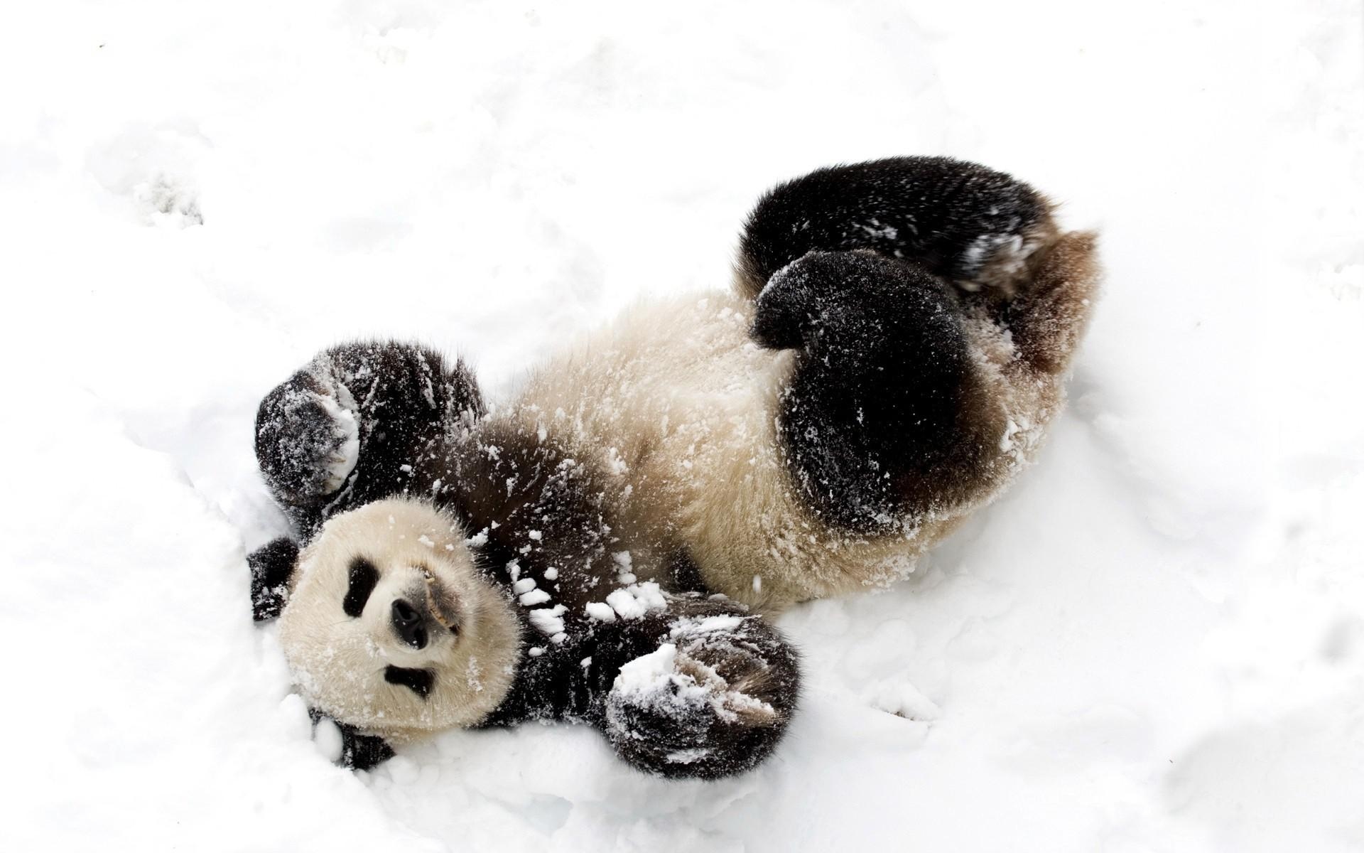 熊猫，雪，嬉戏，斑点，竹熊壁纸