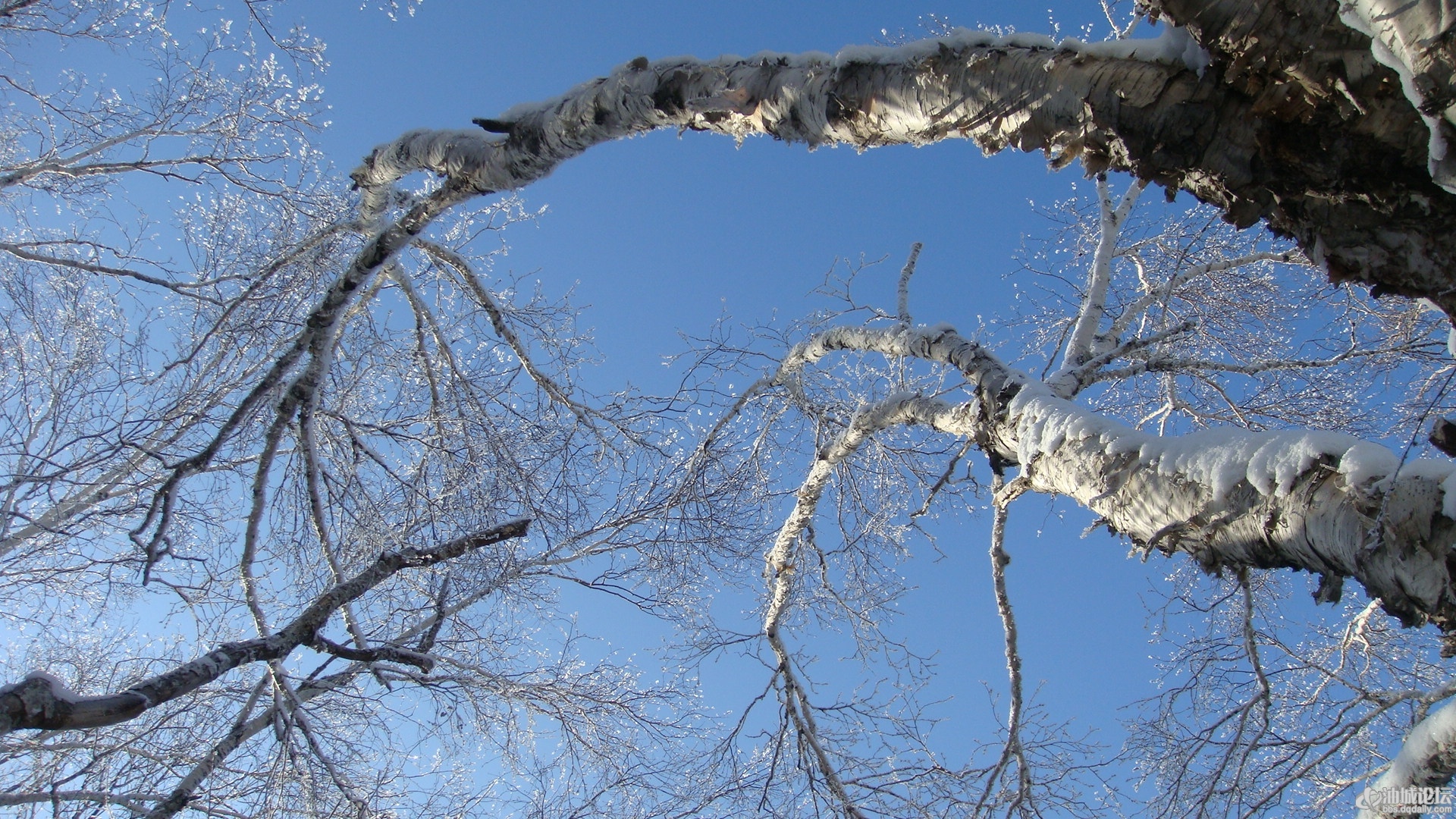玉树琼枝雪景图片壁纸