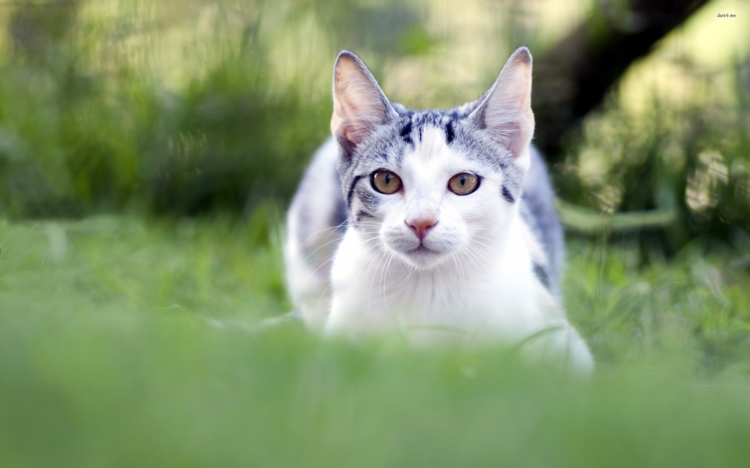 猫在草壁纸