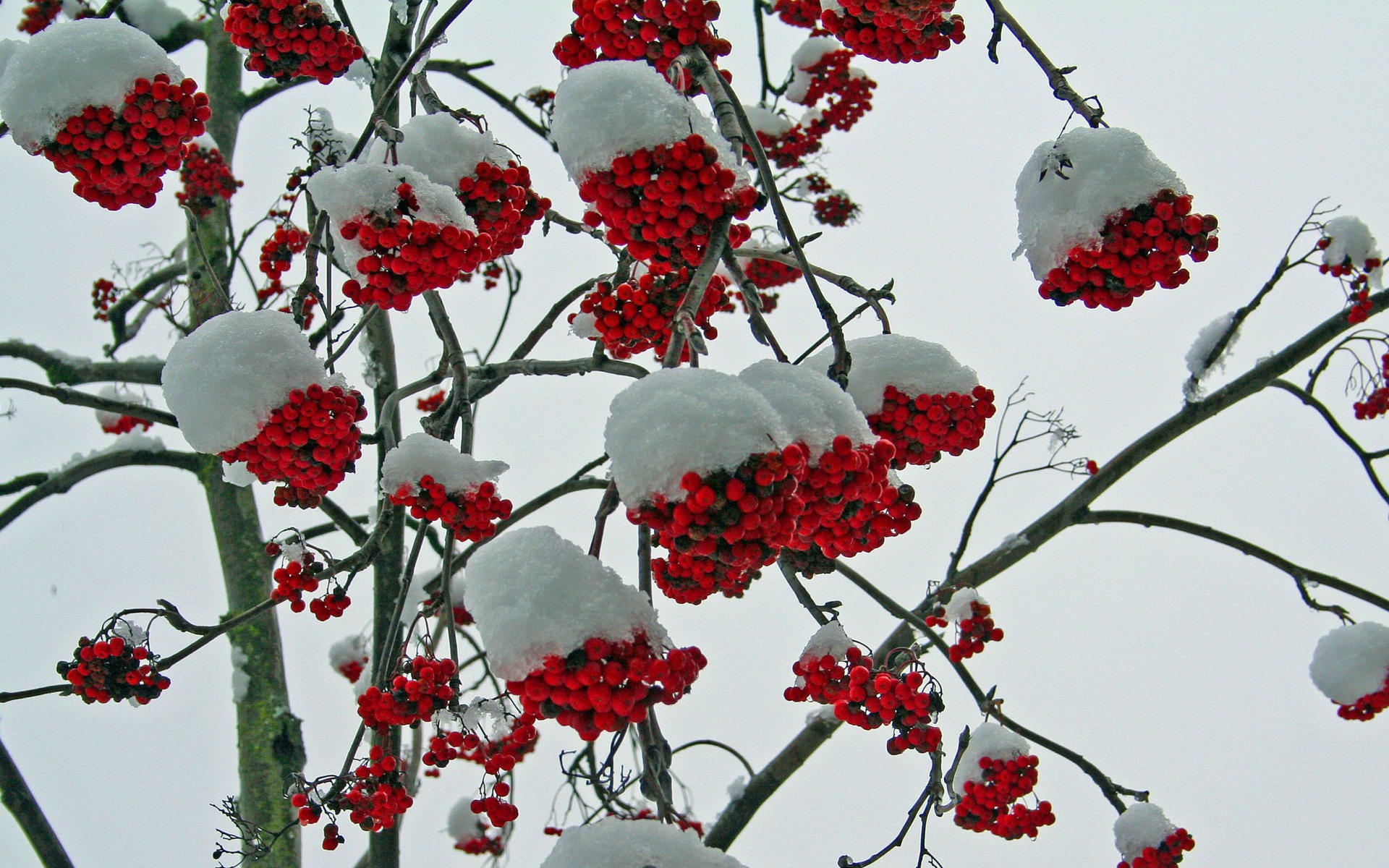 冬季雪的景观壁纸