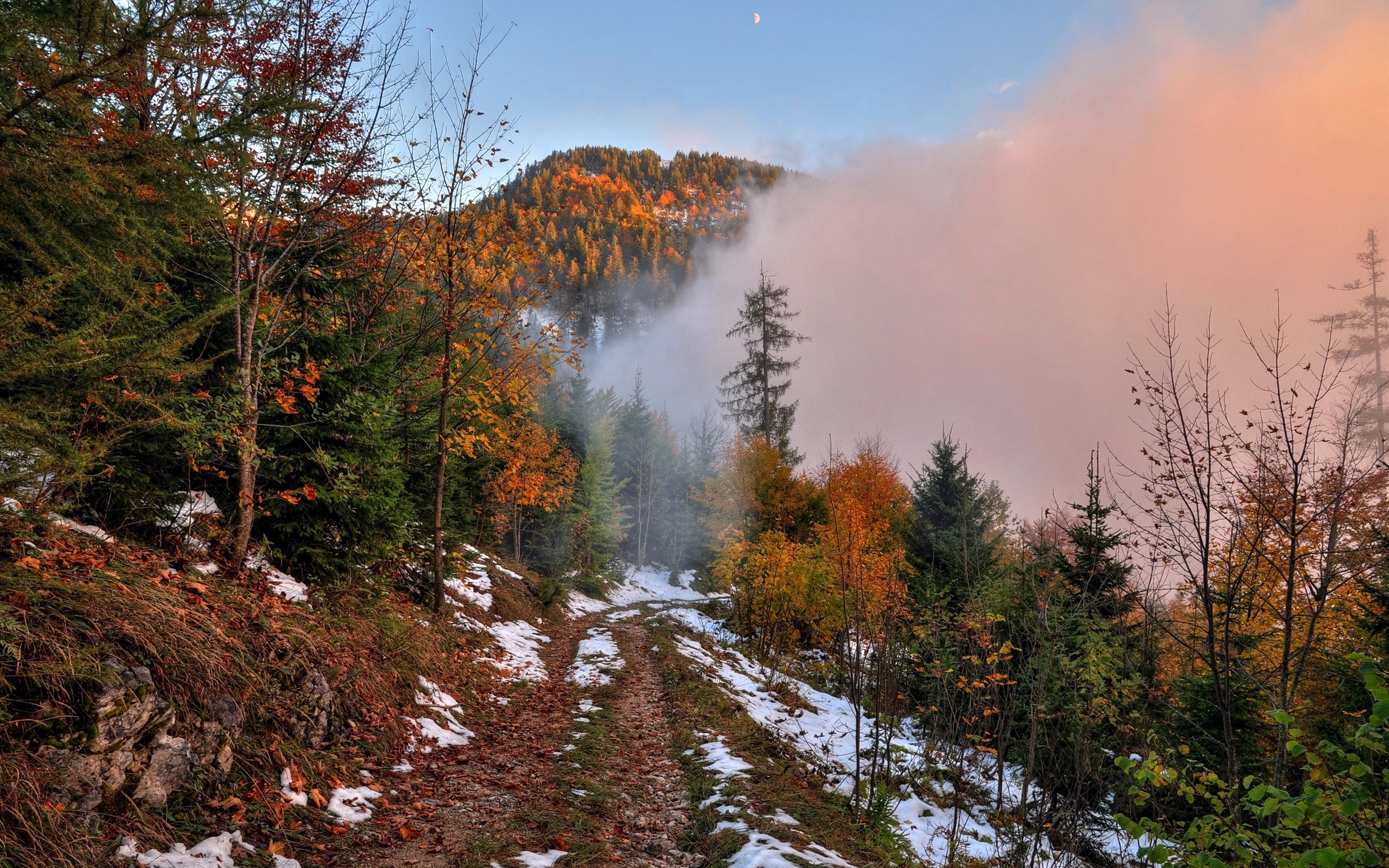 秋天，山，行人路，雪，森林，树，雾，黎明壁纸