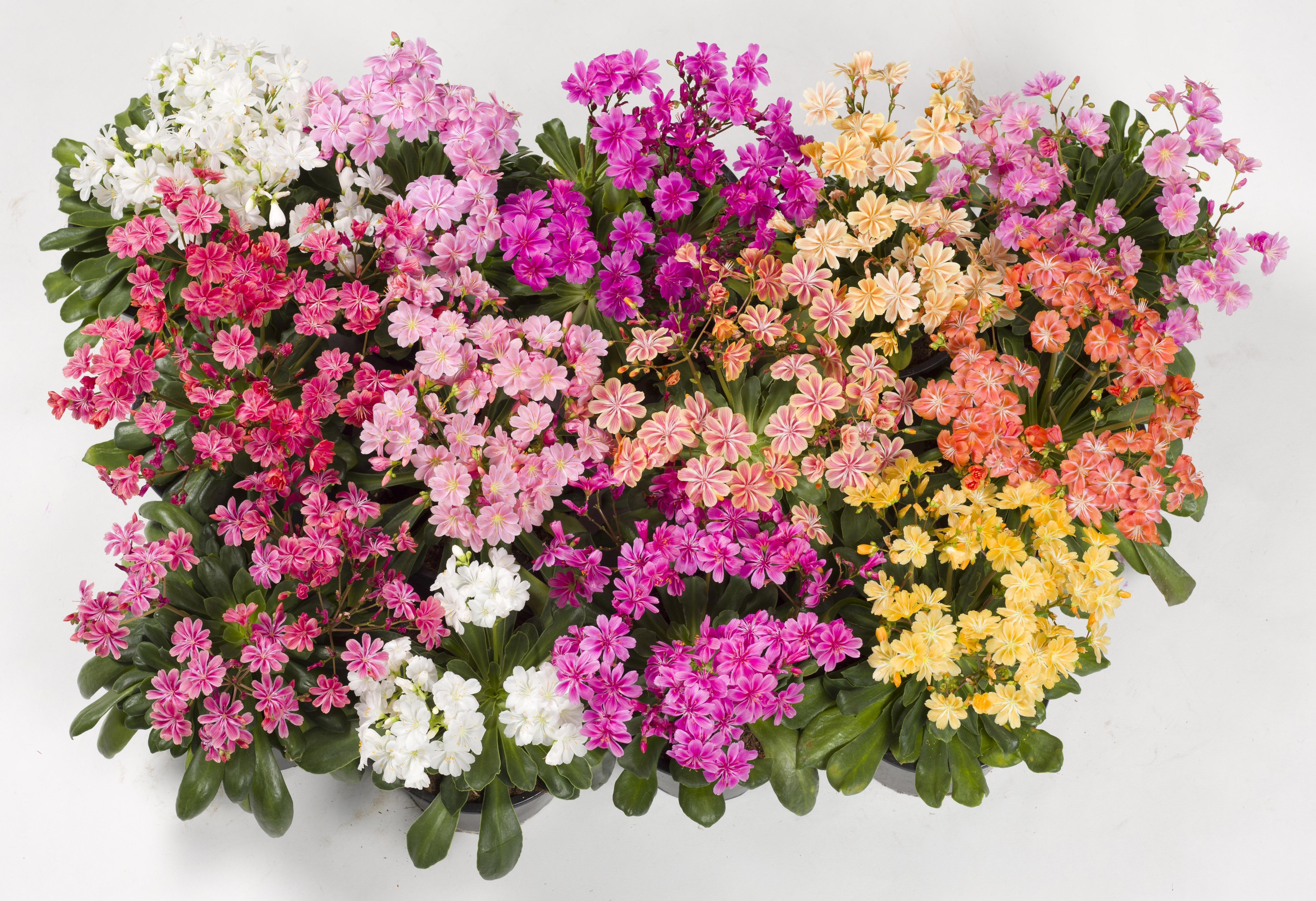 马齿苋花壁纸