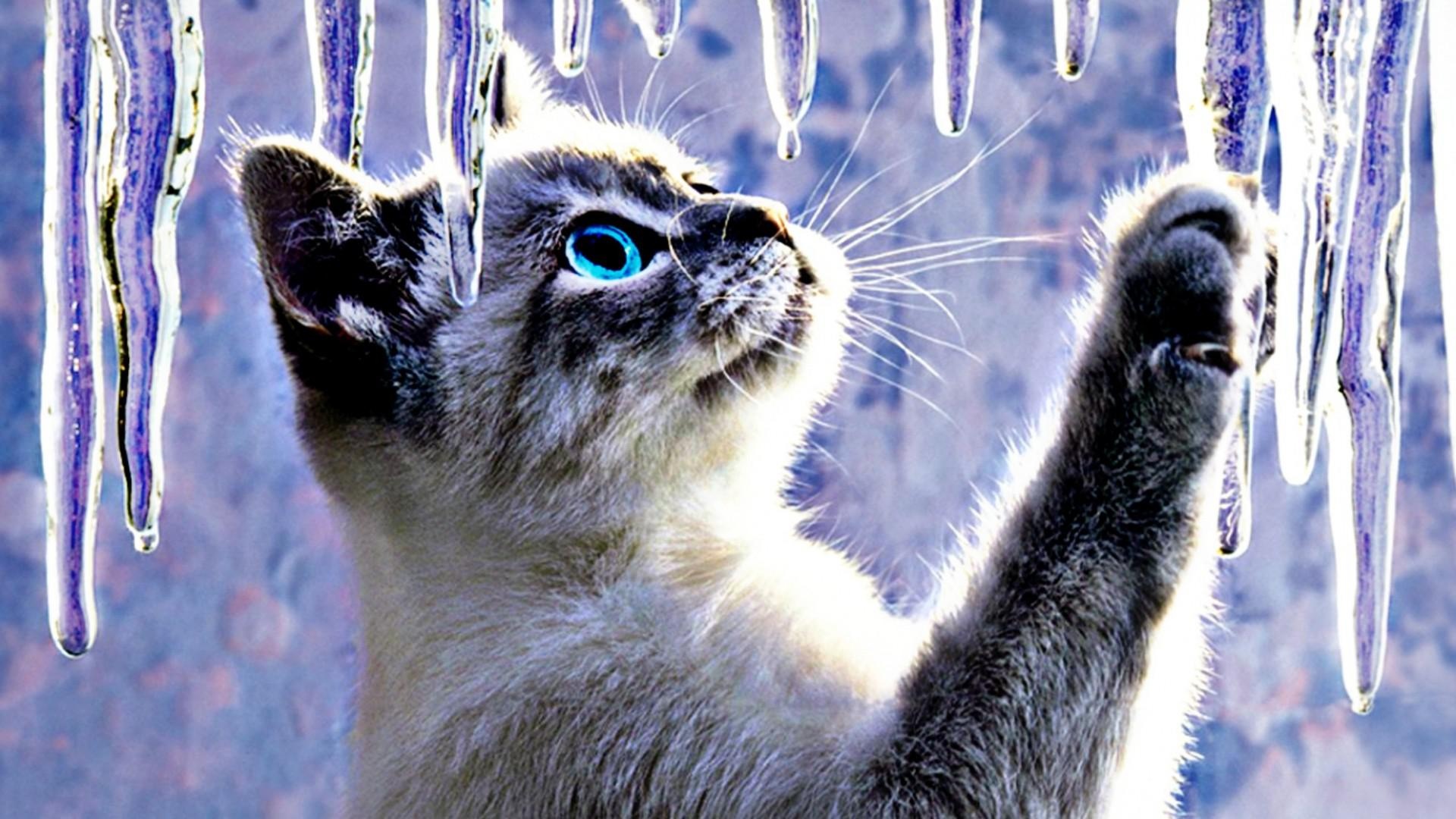 动物猫抽象艺术冰可爱的桌面背景图像壁纸