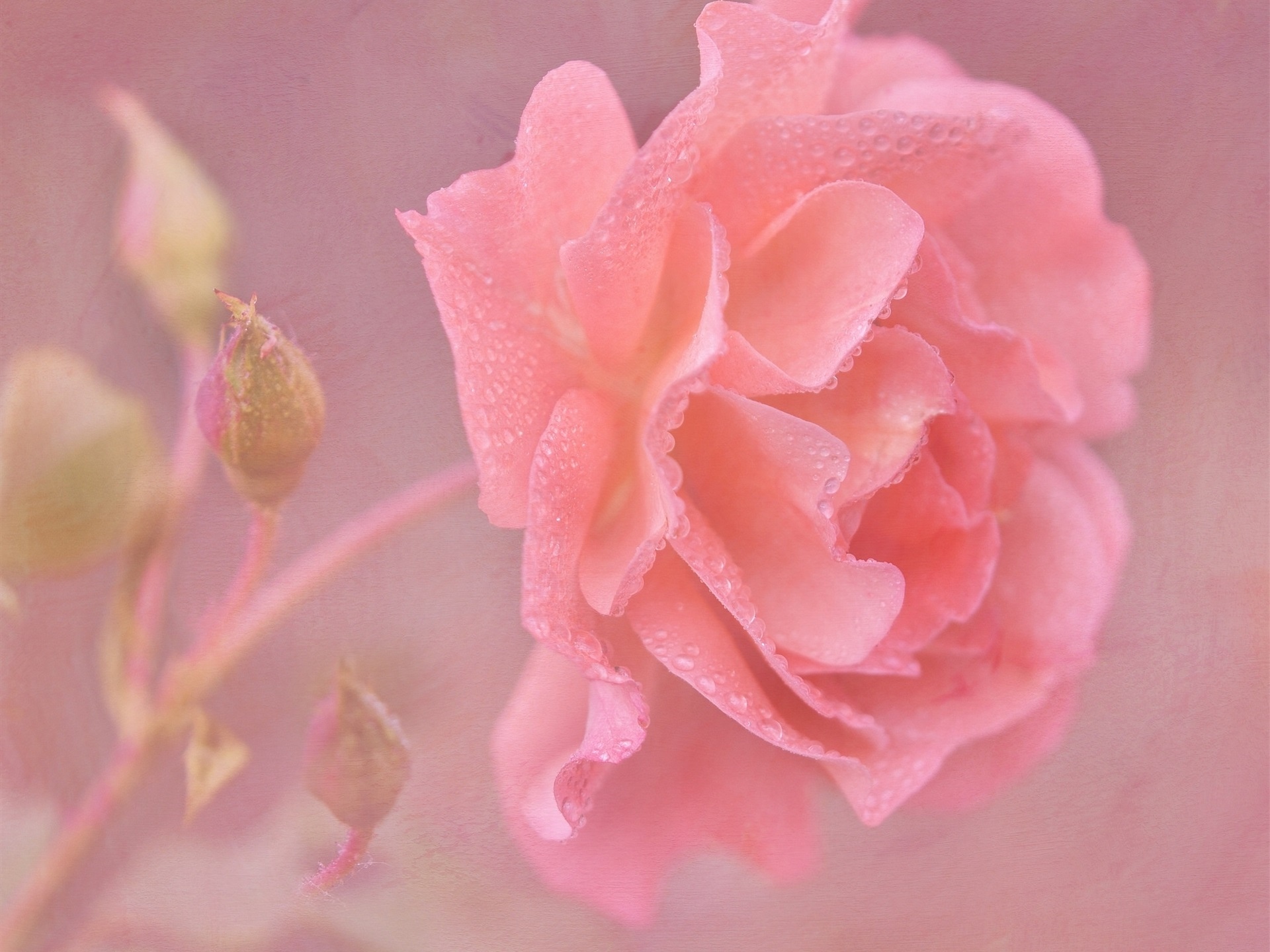 粉红色的玫瑰花朵特写镜头,水滴壁纸1440x900分辨率查看