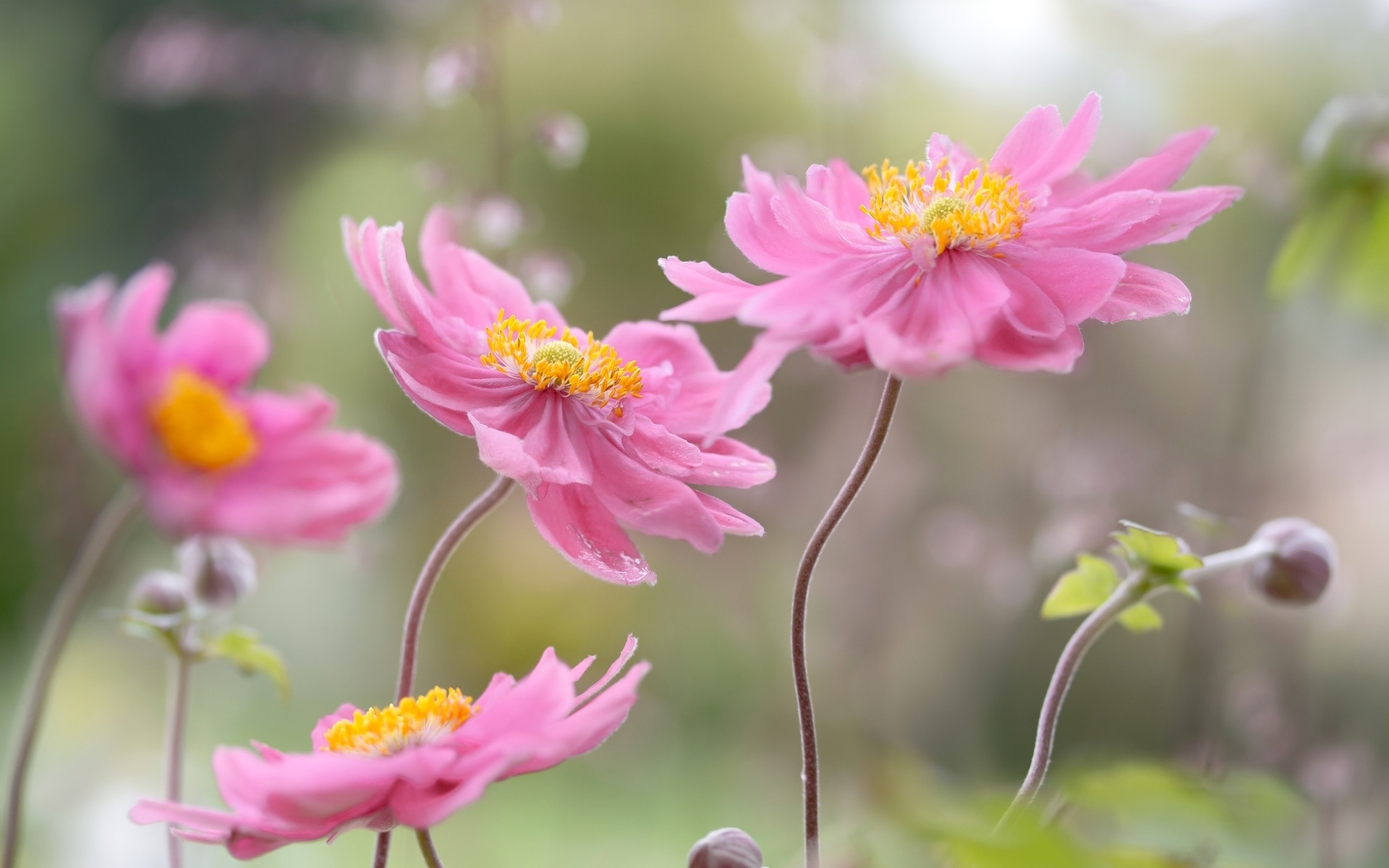 日本海葵，花瓣，粉红色的花朵壁纸
