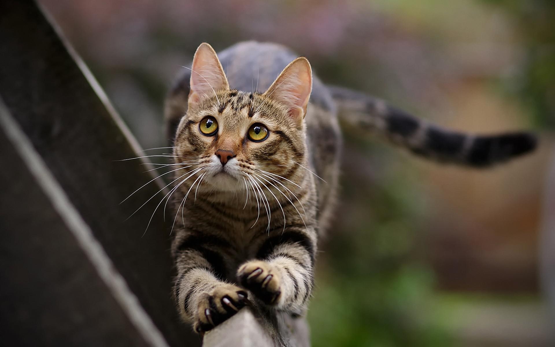 尾巴猫动物宠物猫爪子最好的壁纸