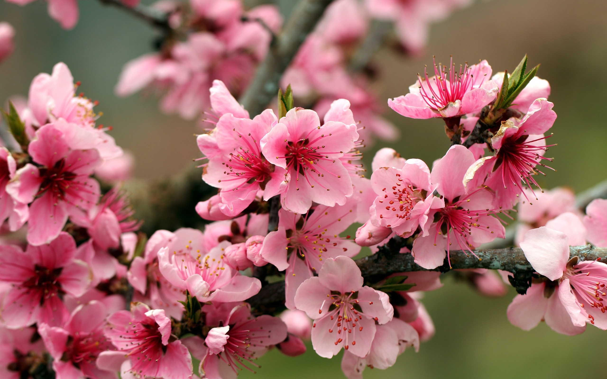 春天,苹果树,粉红色的花朵开花壁纸高清原图查看