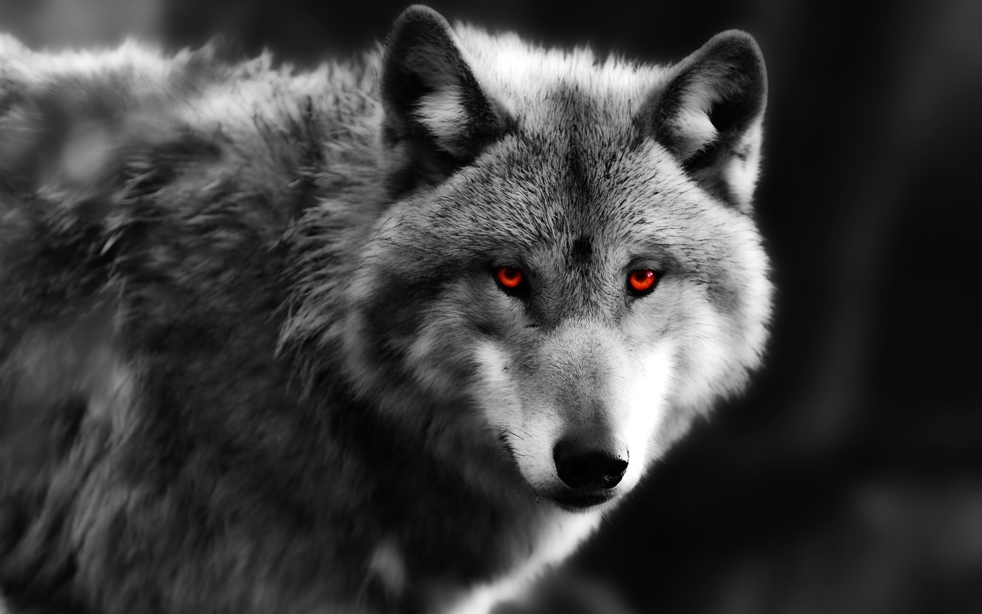 狼特写镜头,红色的眼睛,捕食者壁纸