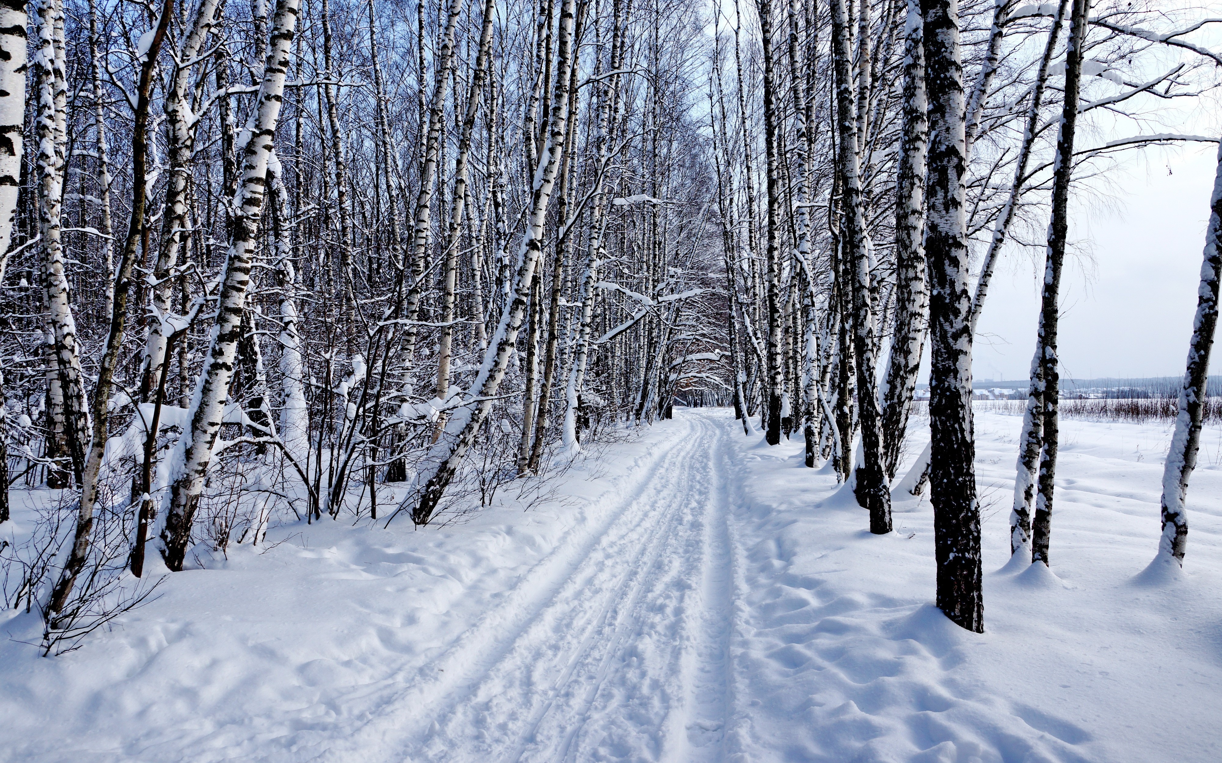 雪,冬天,白桦壁纸2736x1824分辨率下载,雪,冬天,白桦壁纸,高清图片