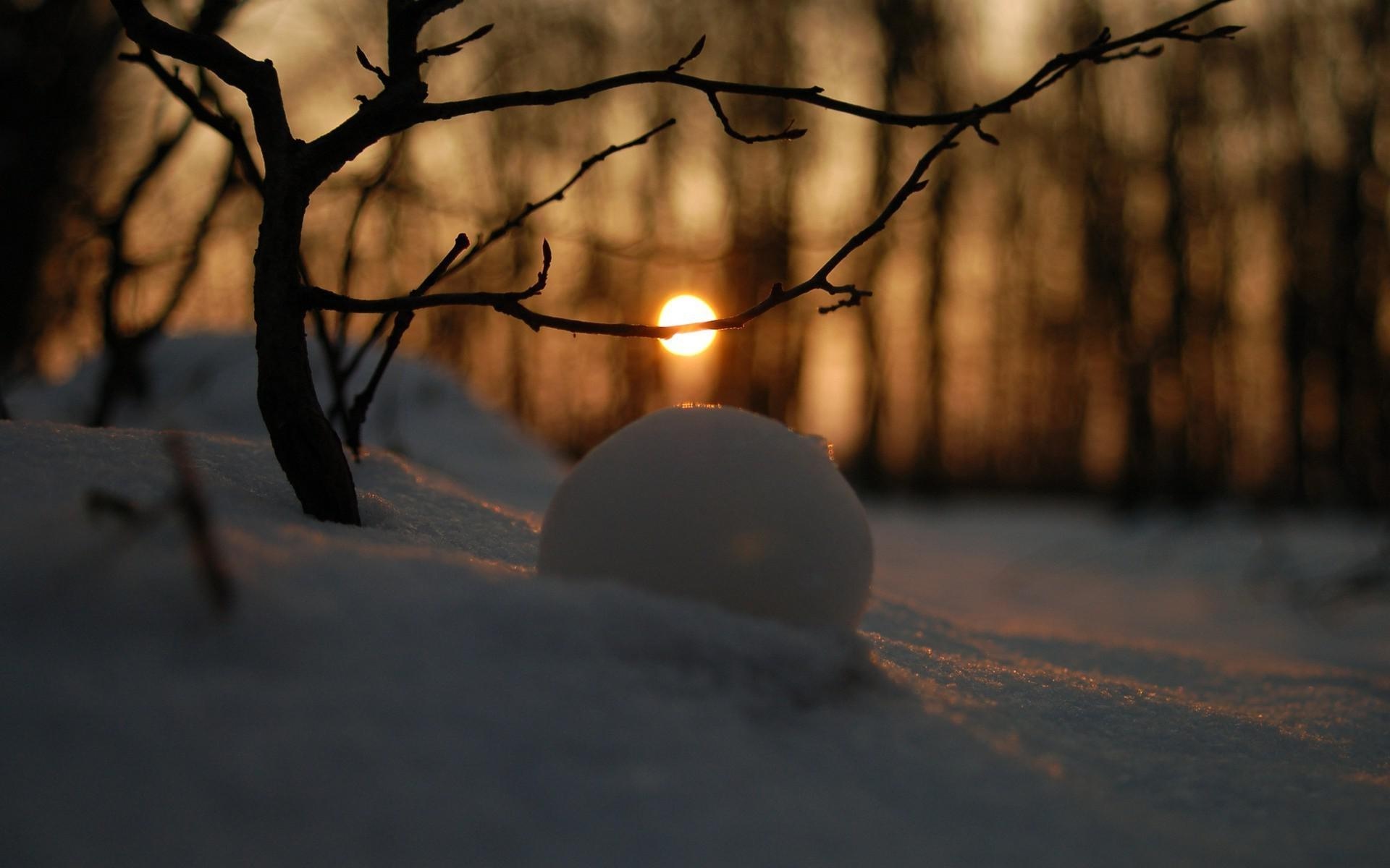 雪球在夕阳光壁纸