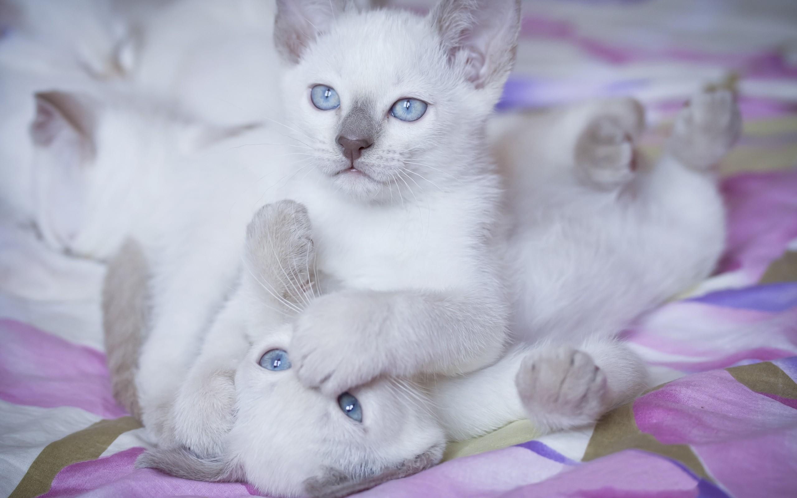 蓝眼睛的小猫壁纸