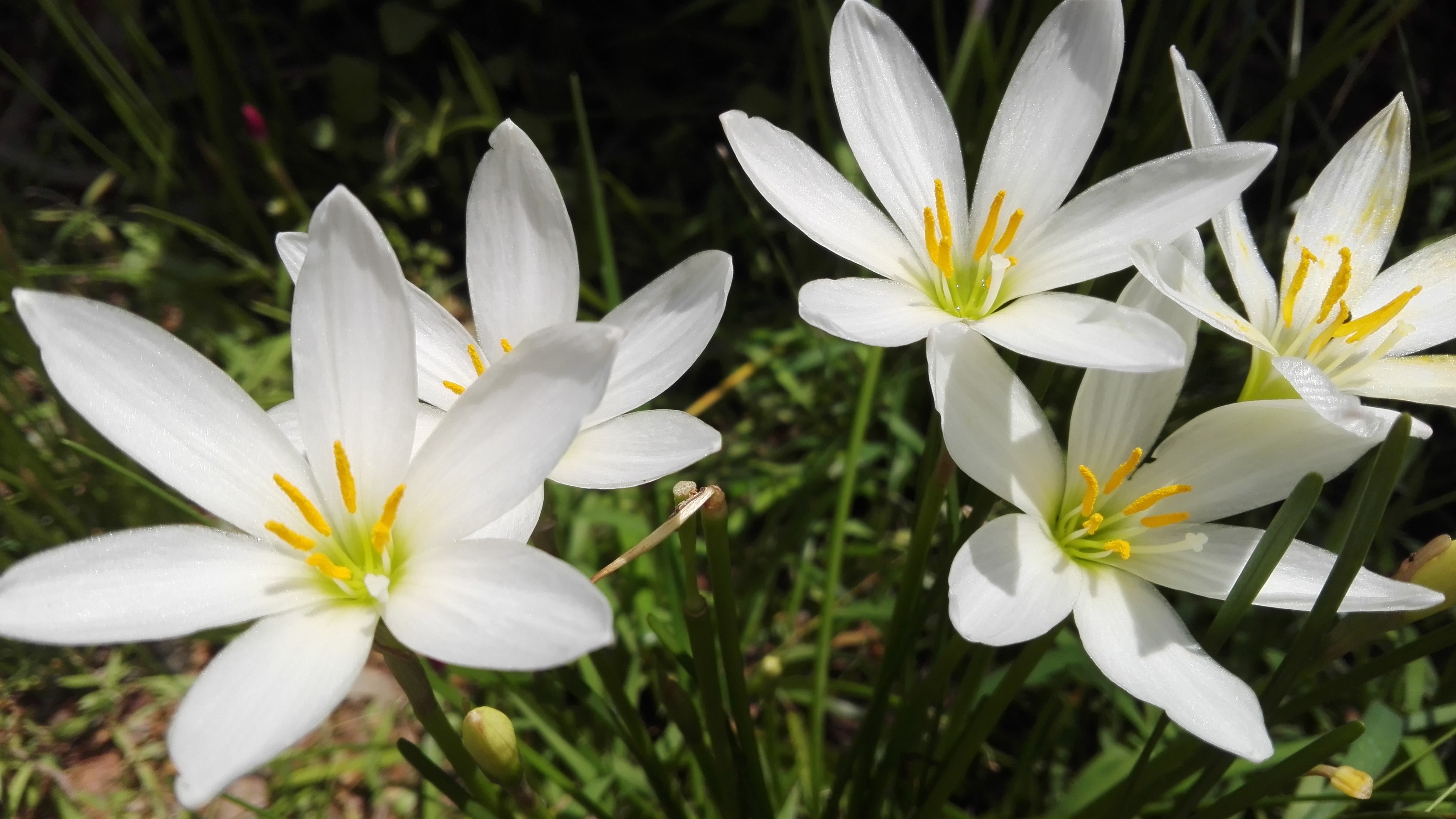 夏日白兰花，花瓣，阳光壁纸