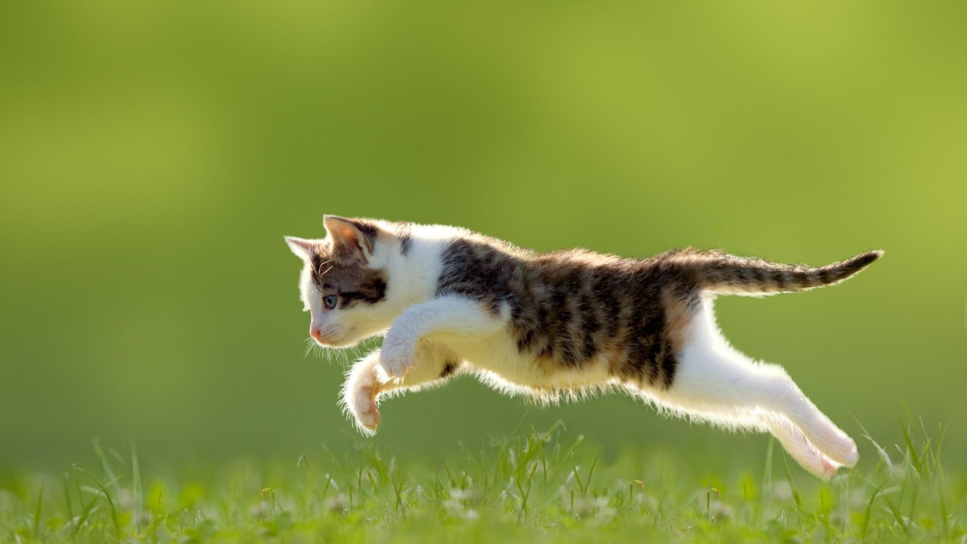 小猫 草 跳跃 可爱的动物壁纸 高清图片 壁纸 桌面城市