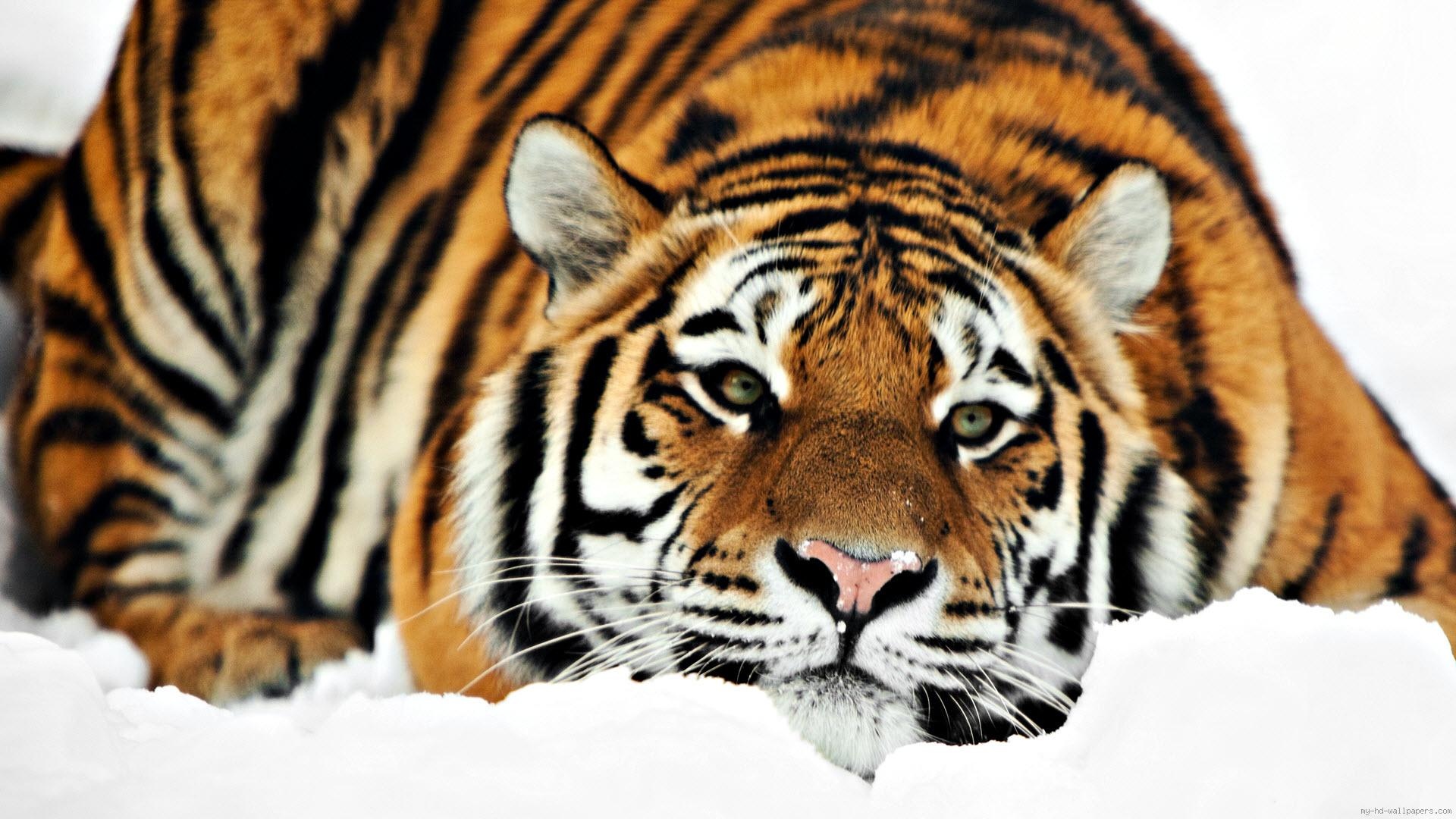 虎躺在雪地上的壁纸 高清图片 壁纸 动物 桌面城市