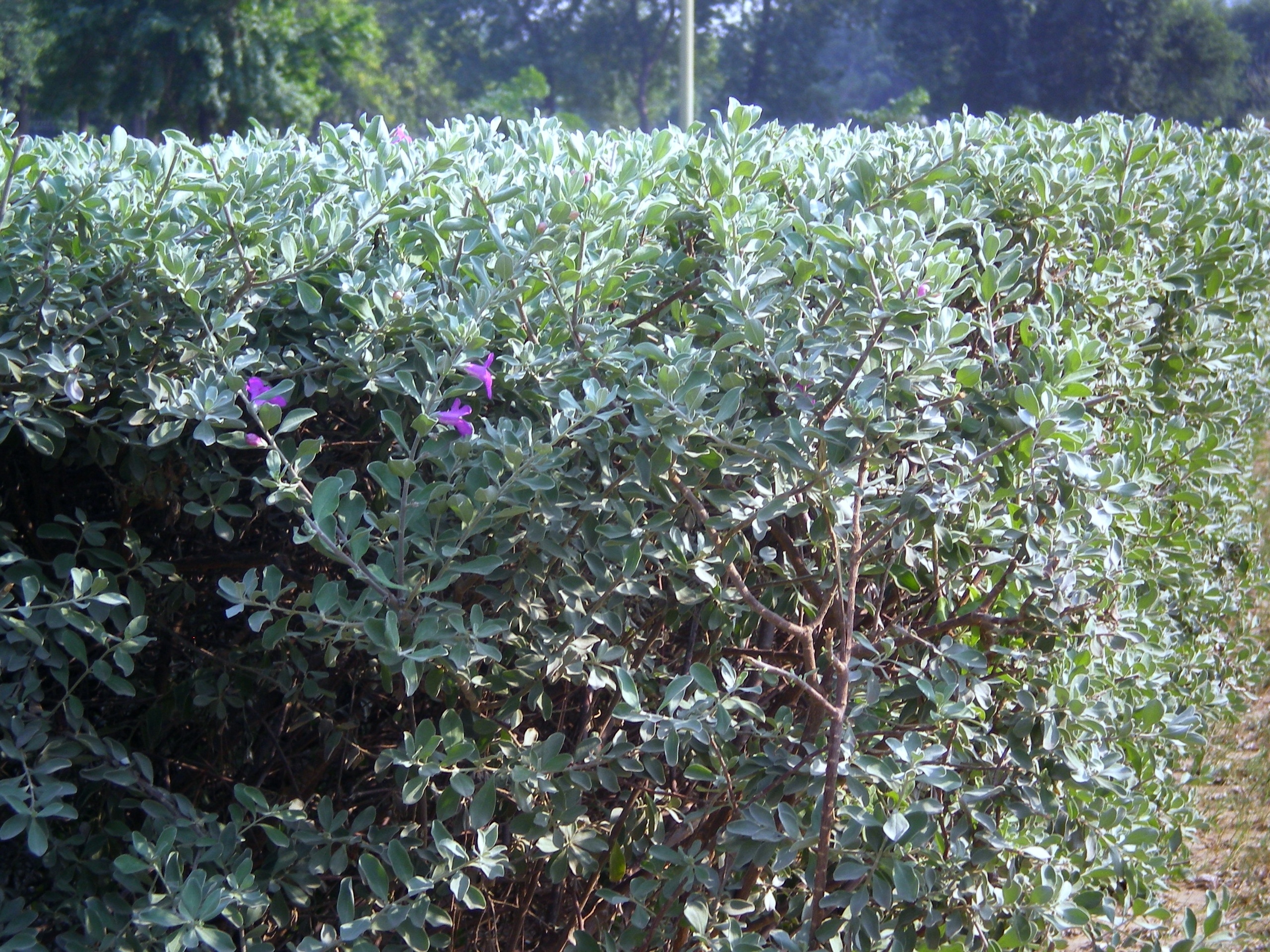 小花植物性质高清壁纸