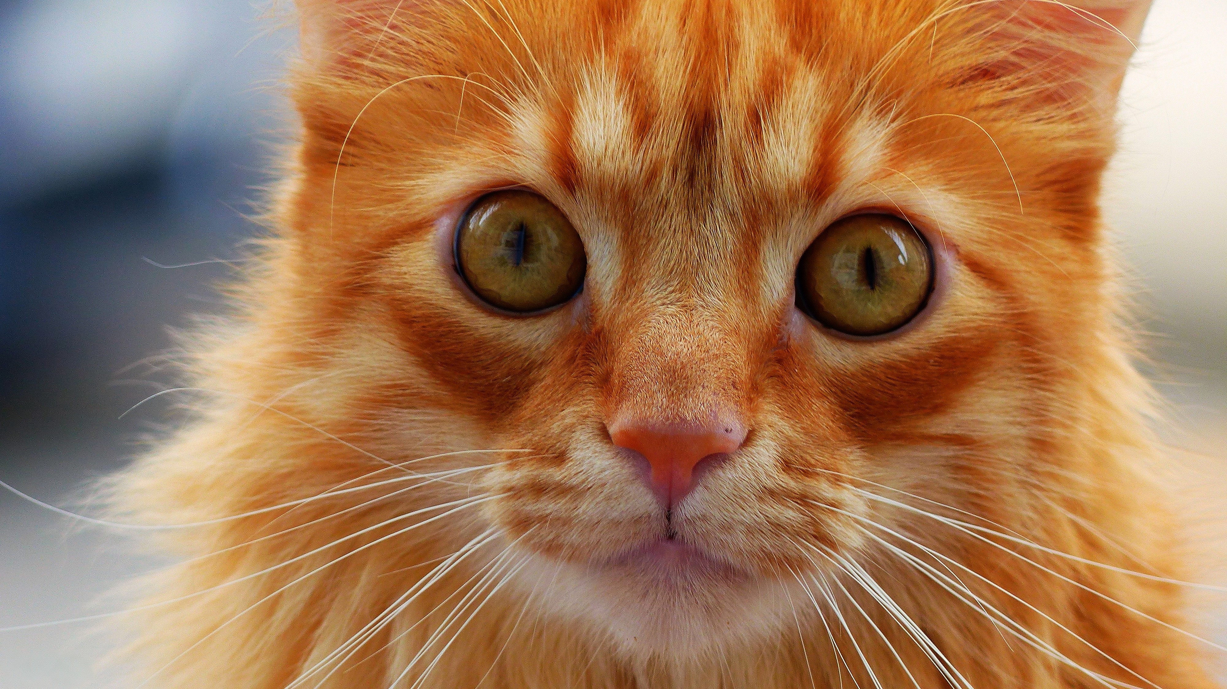 红猫吻壁纸