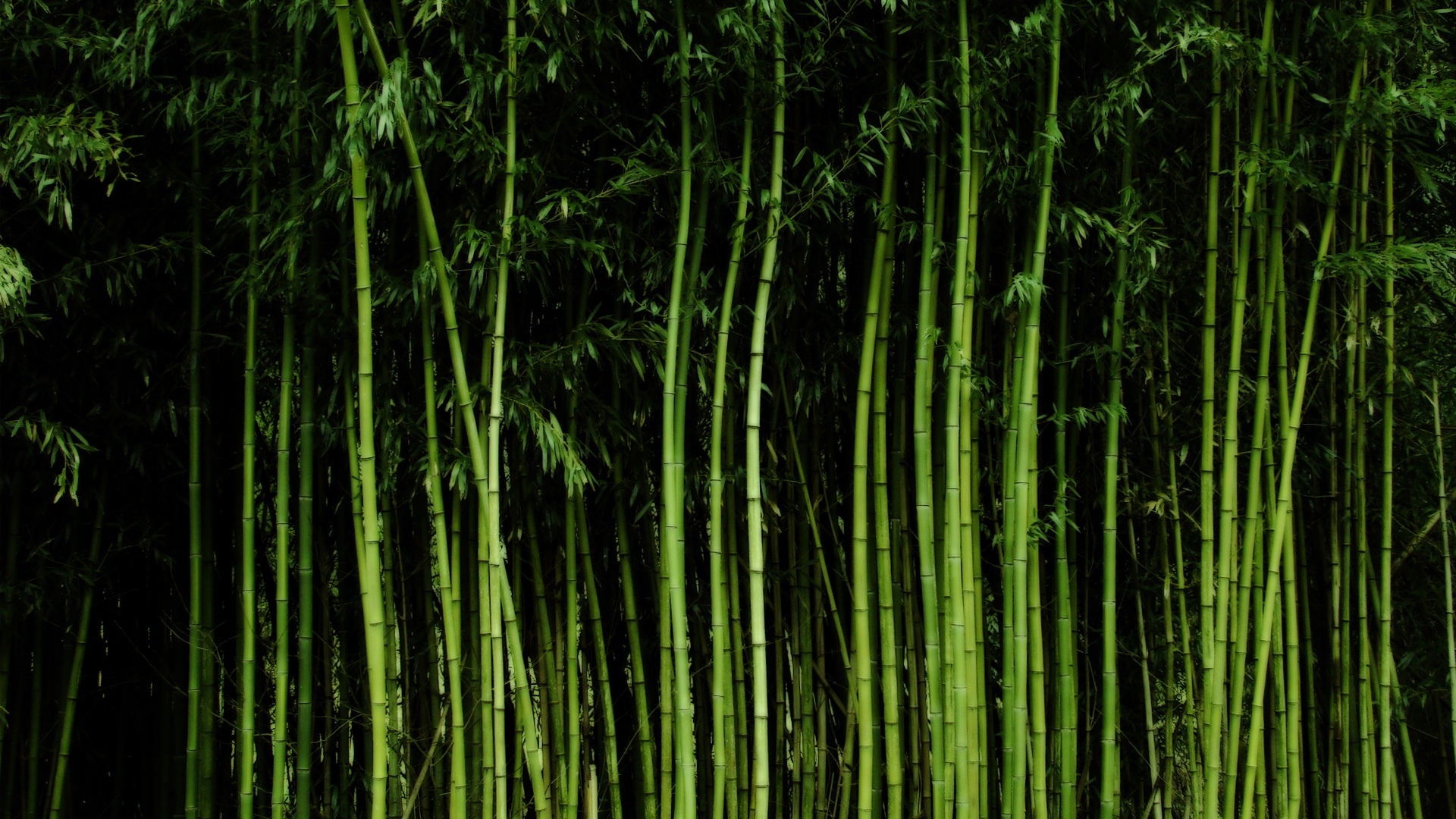 高大的竹子壁纸1280x960分辨率查看