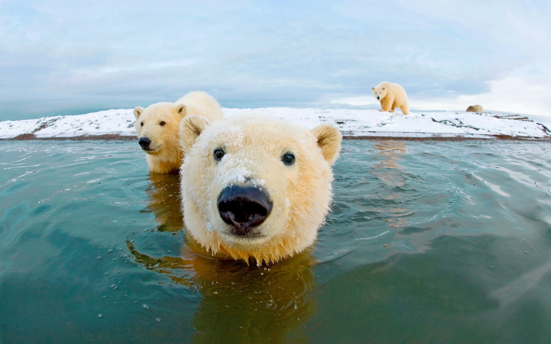 北极熊 冰山摄影图__野生动物_生物世界_摄影图库_昵图网nipic.com