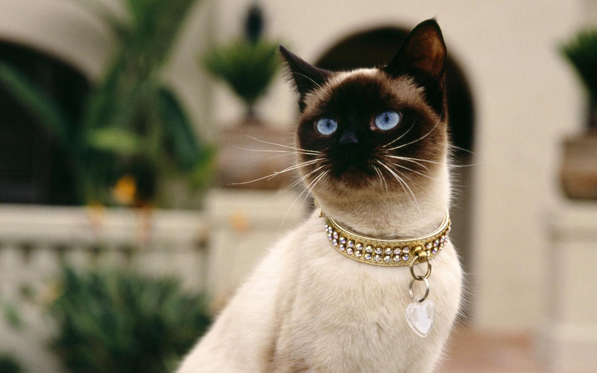 与钻石领壁纸的猫