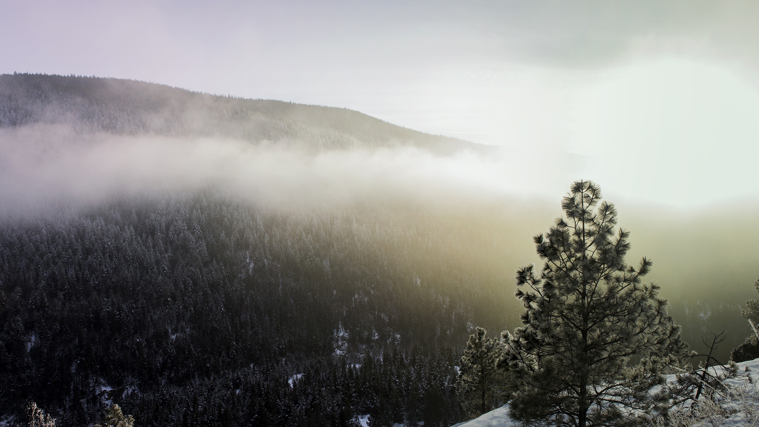 山景观树雪冬雾雾高清壁纸
