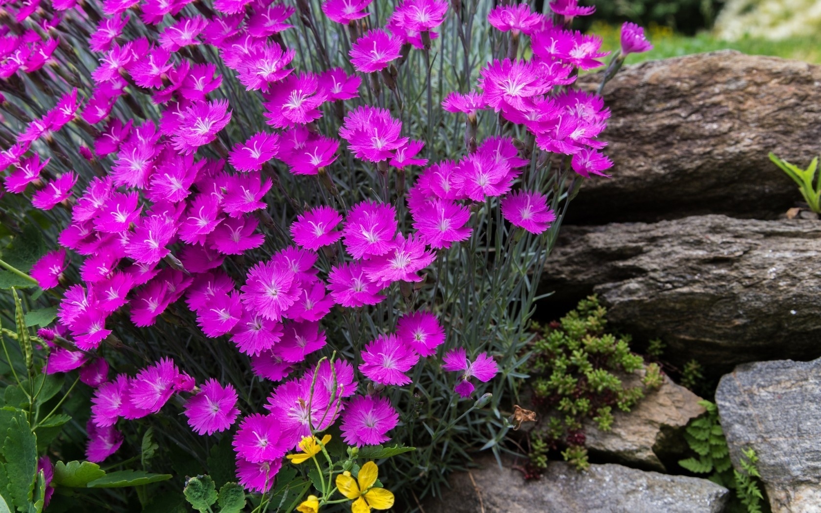 华丽的春天紫色花朵壁纸,高清图片,壁纸,自然风景