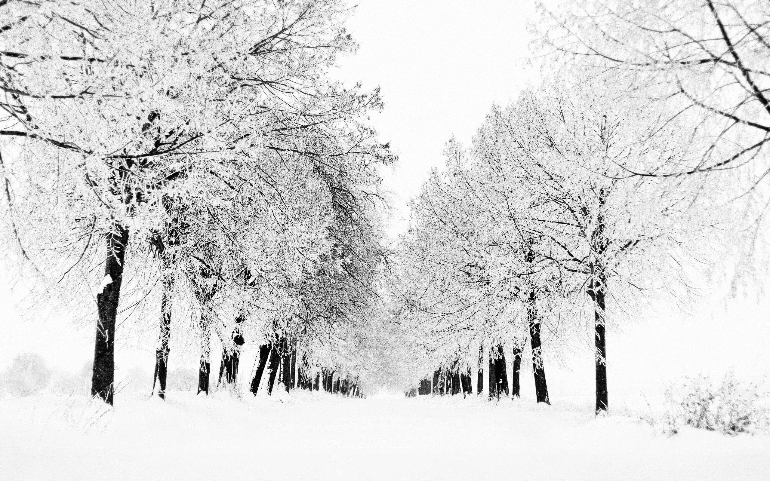 雪，树木，白，冬天，风景壁纸