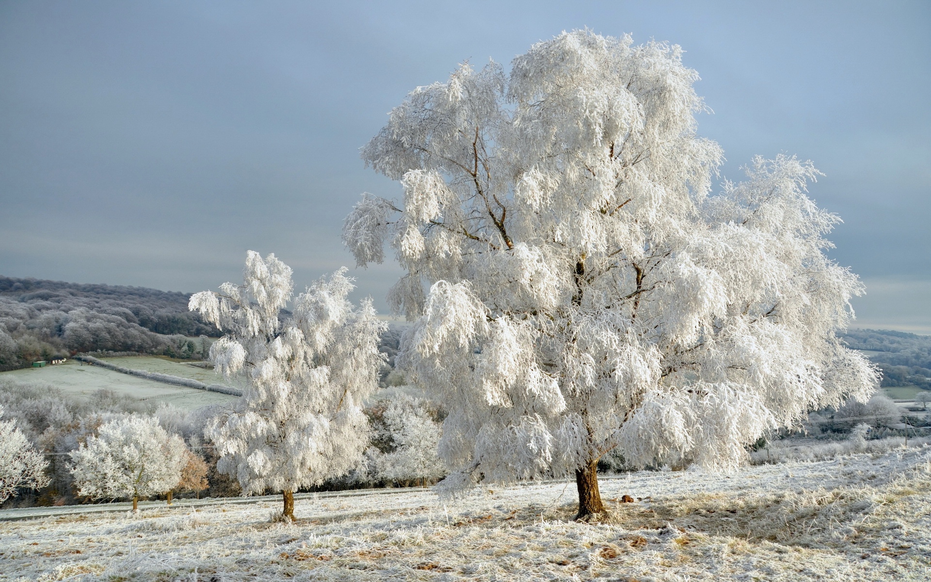 玉树琼枝雪景图片壁纸