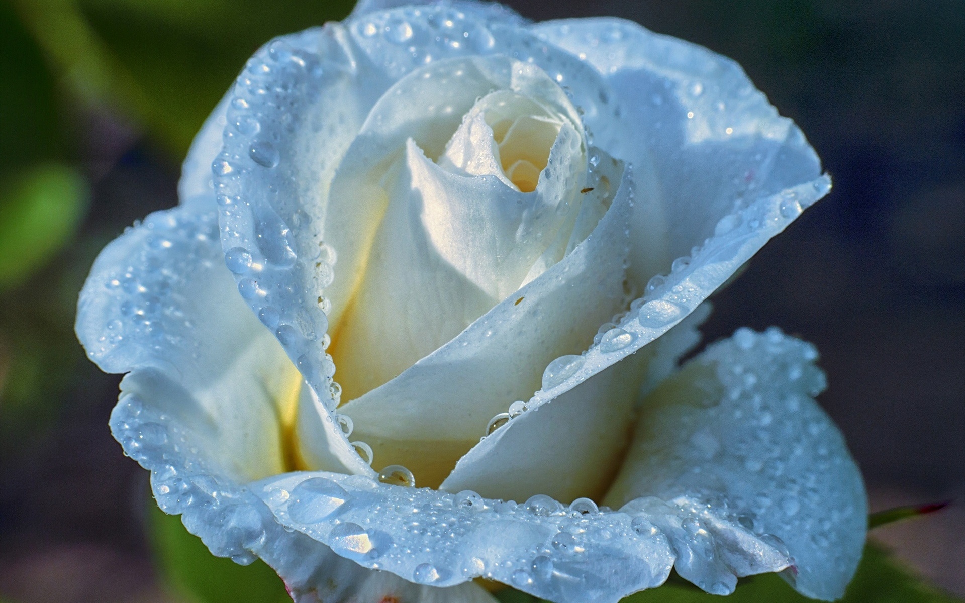 浅蓝色玫瑰,花瓣,水滴,露珠壁纸