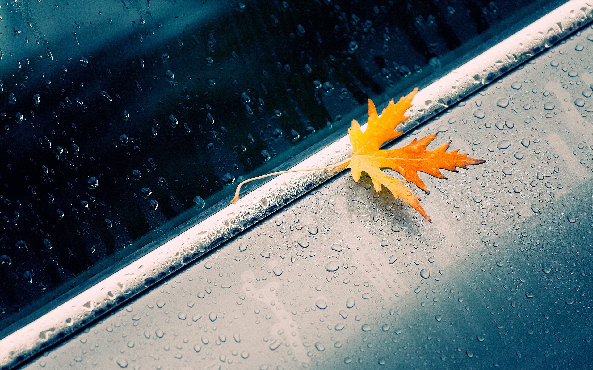 宏秋黄叶，雨，水滴壁纸