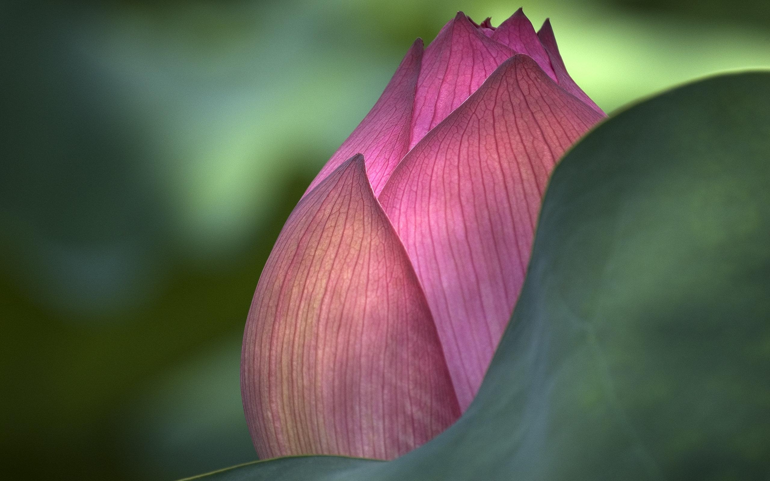 粉红色的莲花花宽屏壁纸