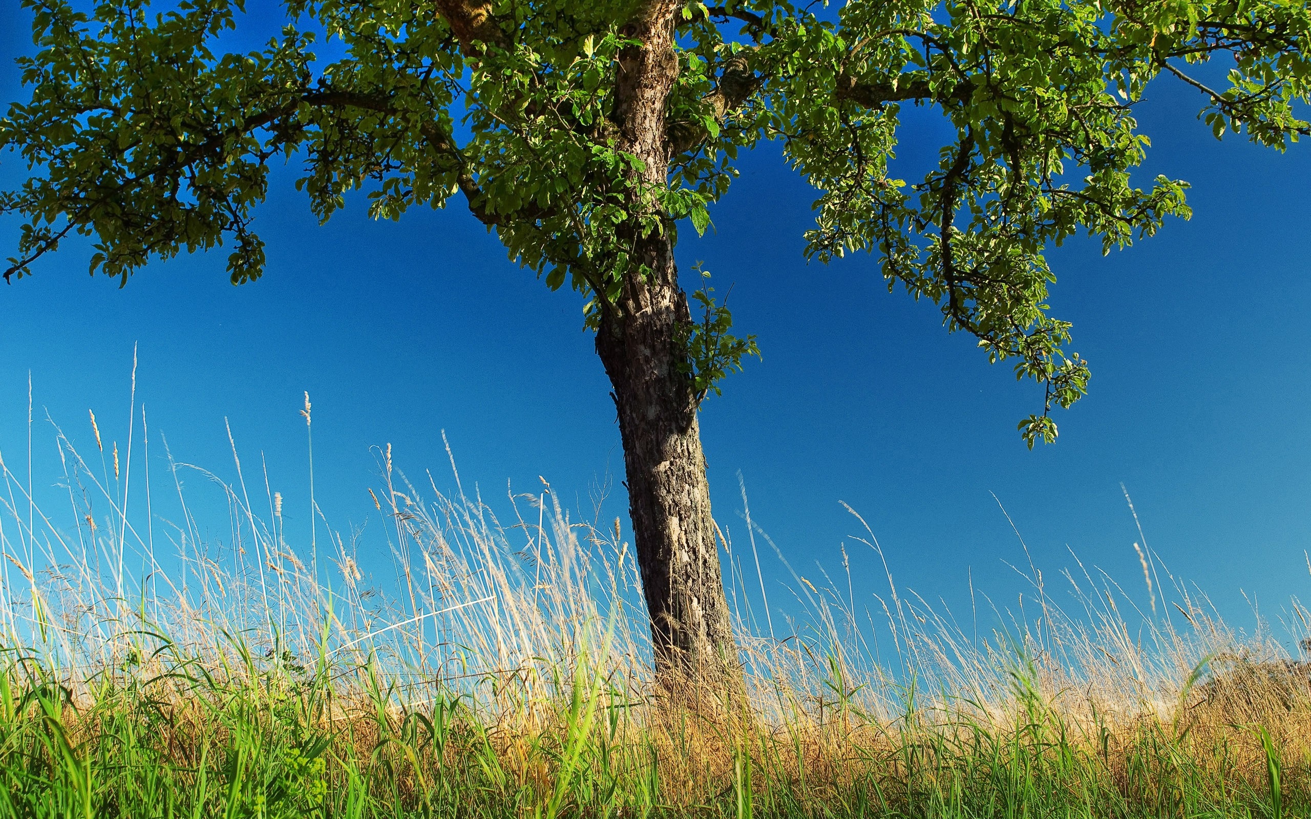 摄影自然树木蓝天自然风景壁纸800x600分辨率查看