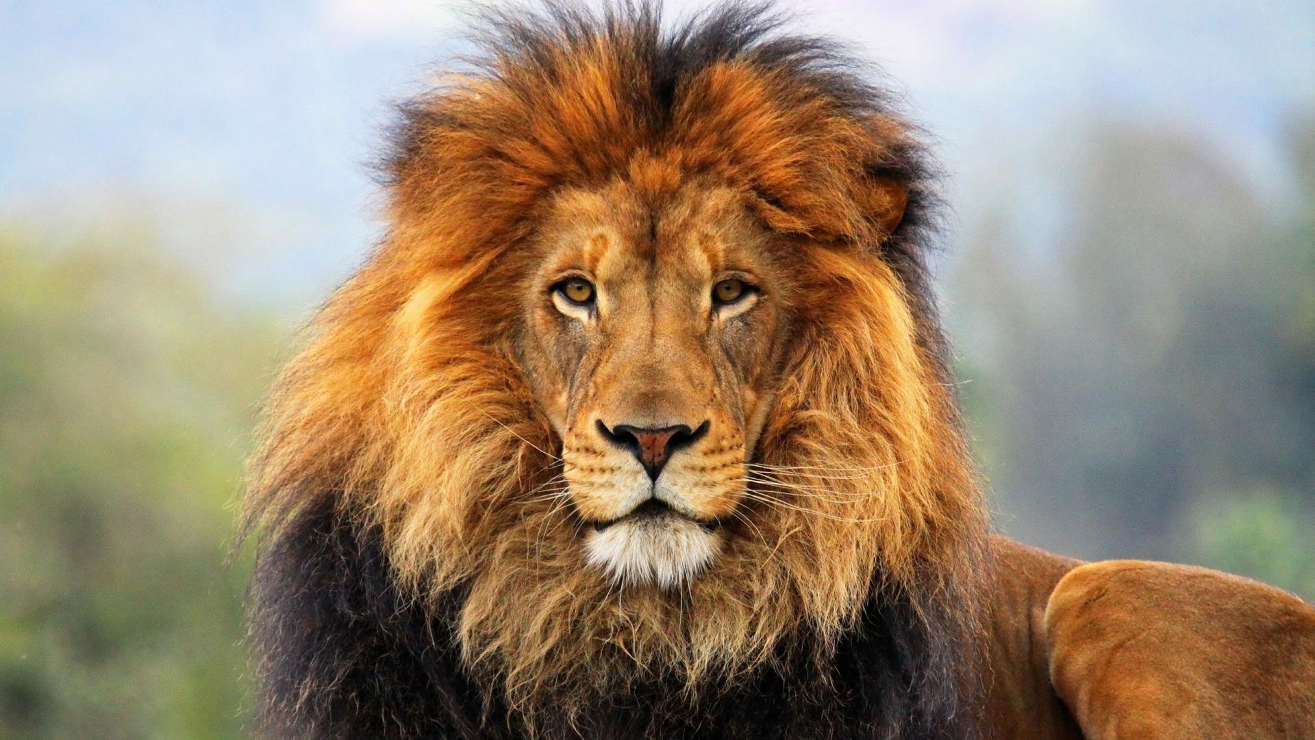 狮子王动物壁纸800x600分辨率查看