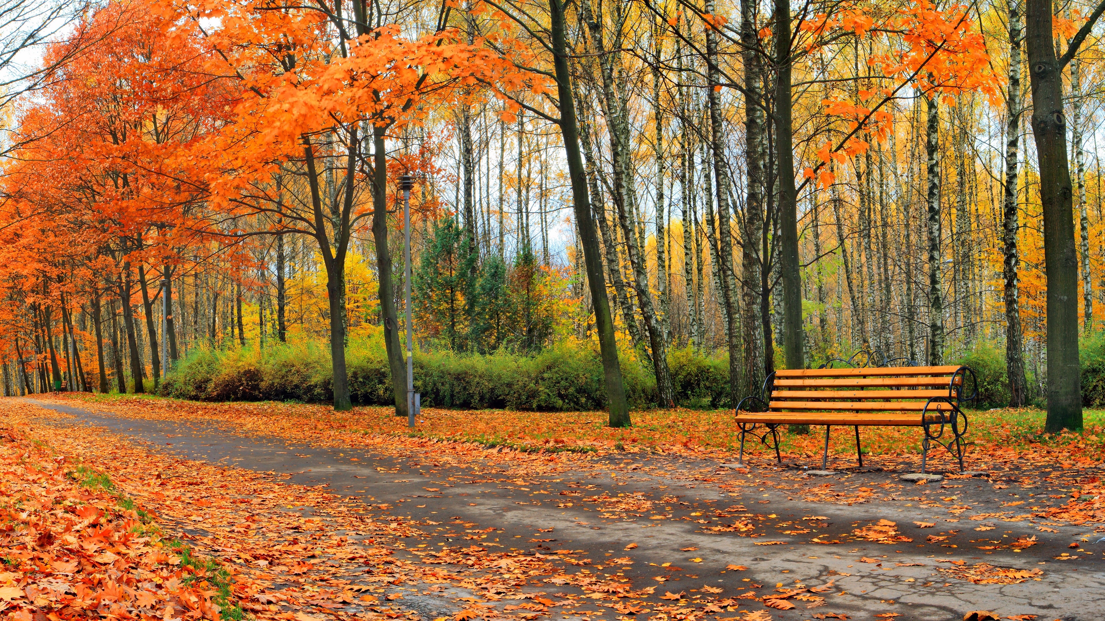 美丽的秋天公园,树木,树叶,长凳壁纸