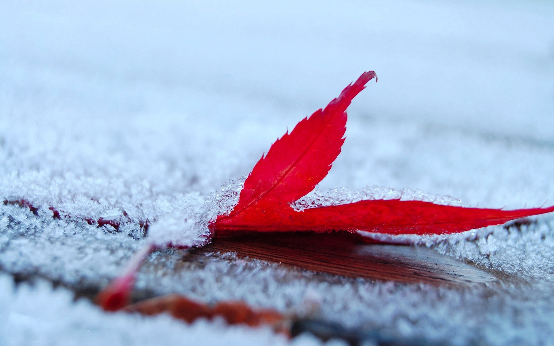 冬季雪的景观壁纸