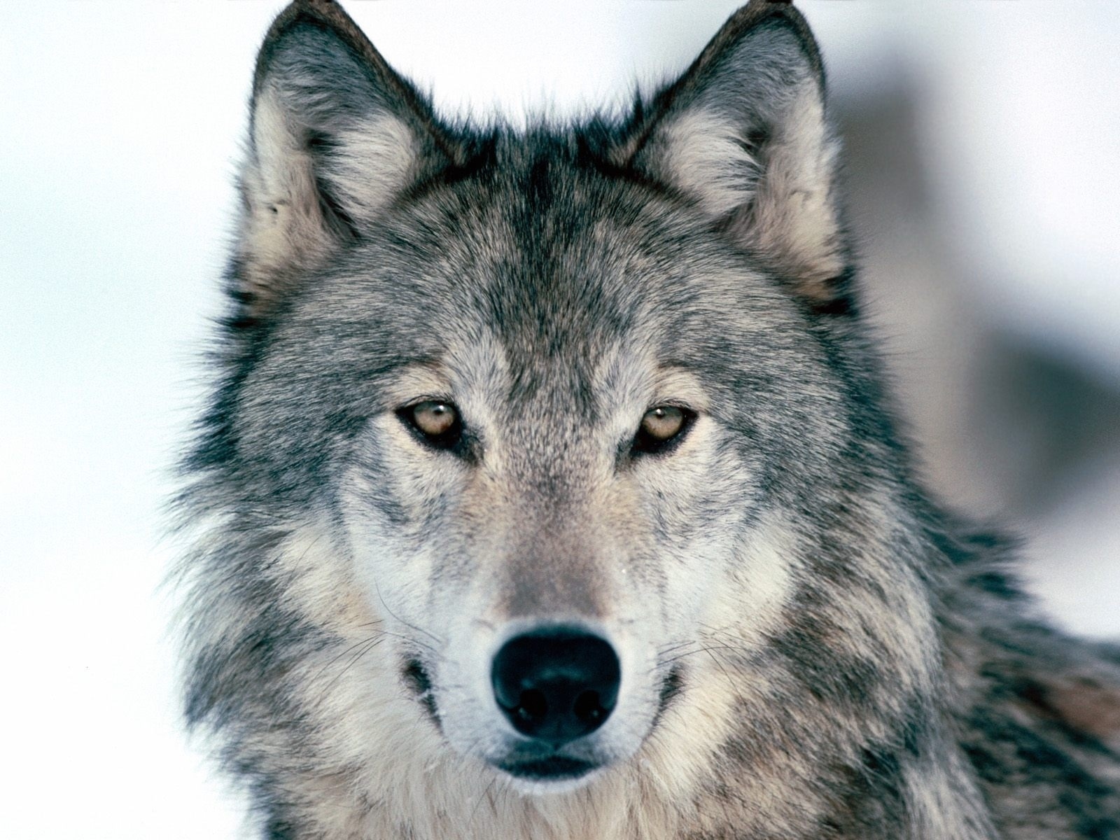 漂亮的狼动物哺乳动物wolf狼高清壁纸