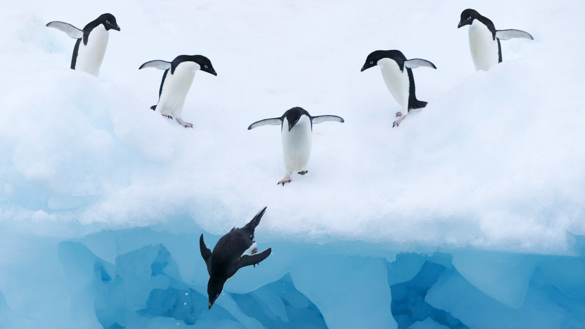 南极洲 雪 雪地 可爱企鹅桌面壁纸壁纸(动物静态壁纸) - 静态壁纸下载 - 元气壁纸