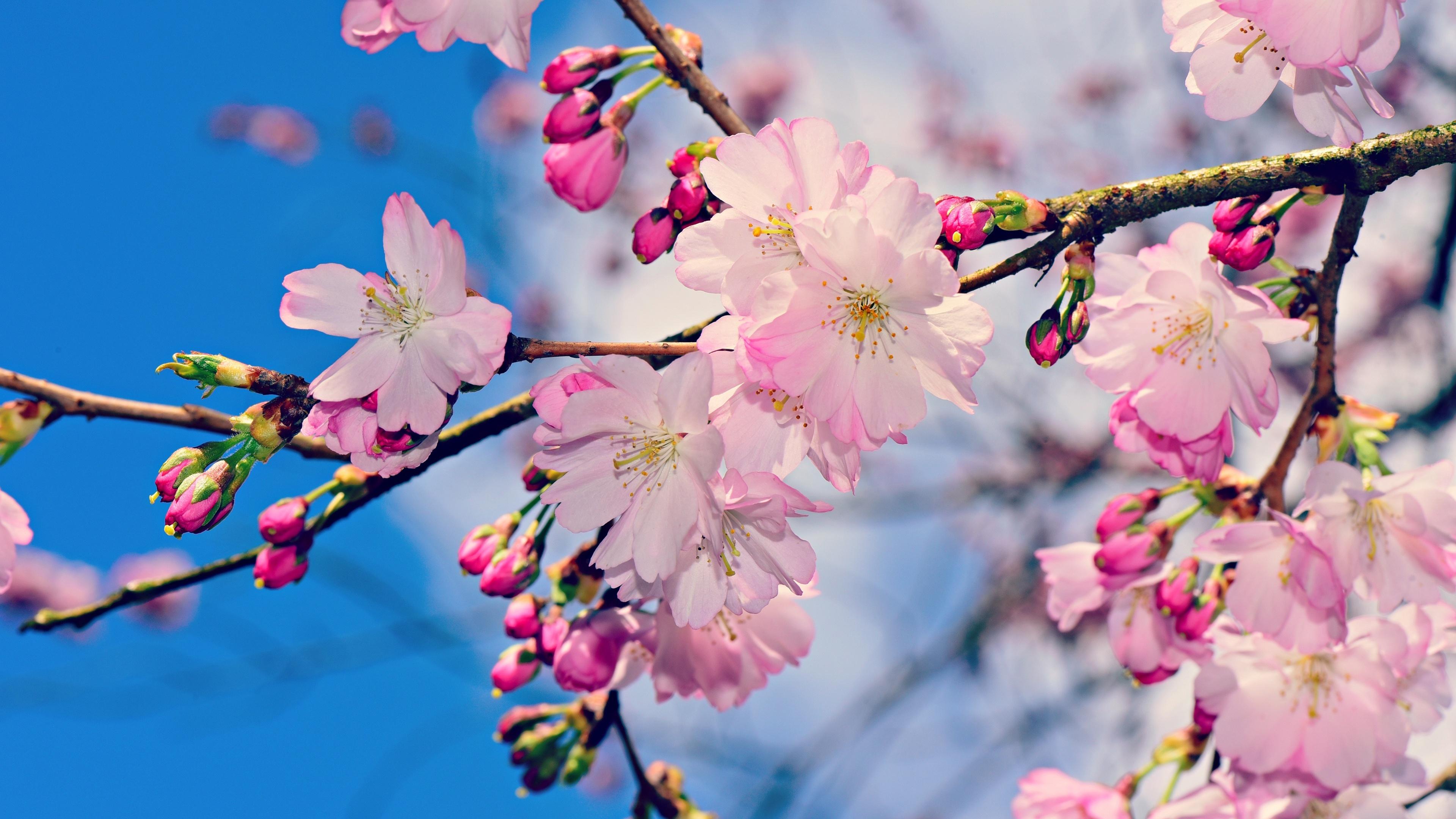 盛开的樱花1366x768分辨率下载 盛开的樱花 高清图片 壁纸 花卉 桌面城市