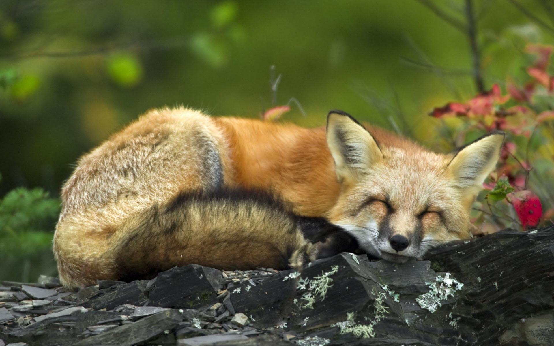 正在睡觉的北极狐 (© Menno Schaefer/Getty Images) | 必应每日高清壁纸 - 精彩,从这里开始