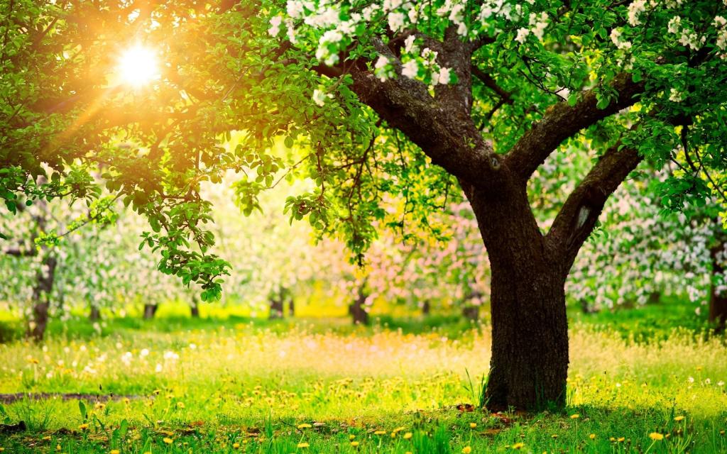 阳光中茂盛的树图片图片