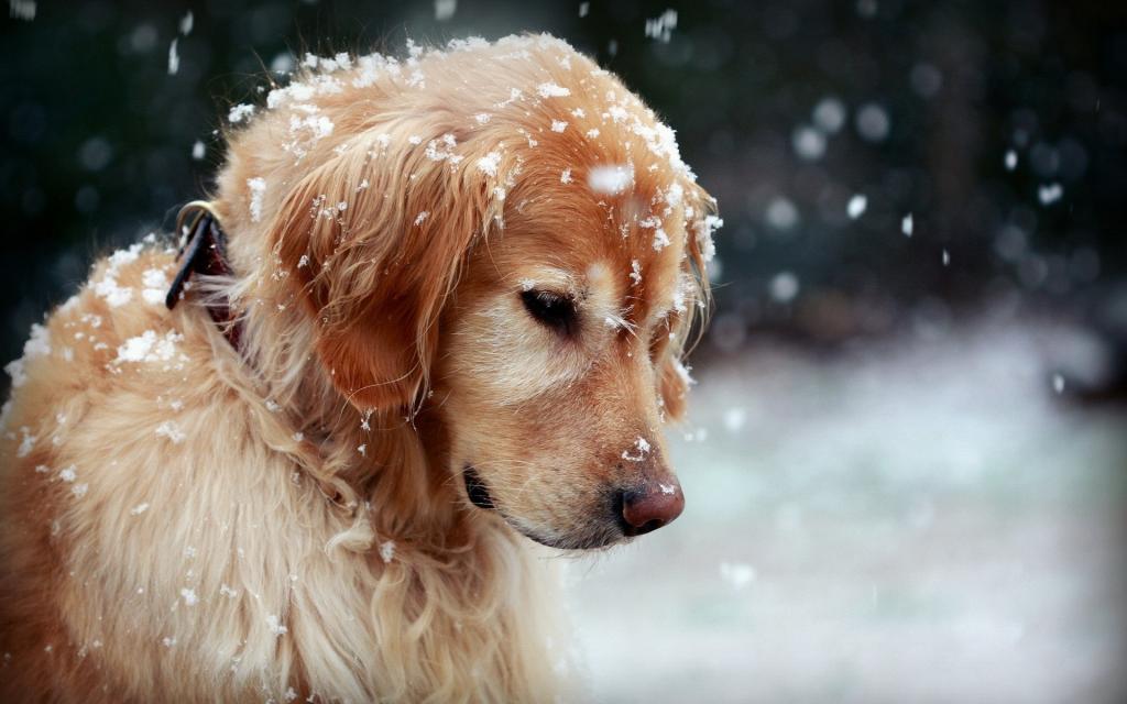冬日金毛寻回犬,可爱狗狗,雪地壁纸,高清图片,壁纸,动物