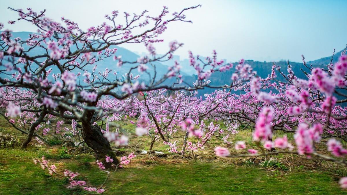 桃花林意境图片