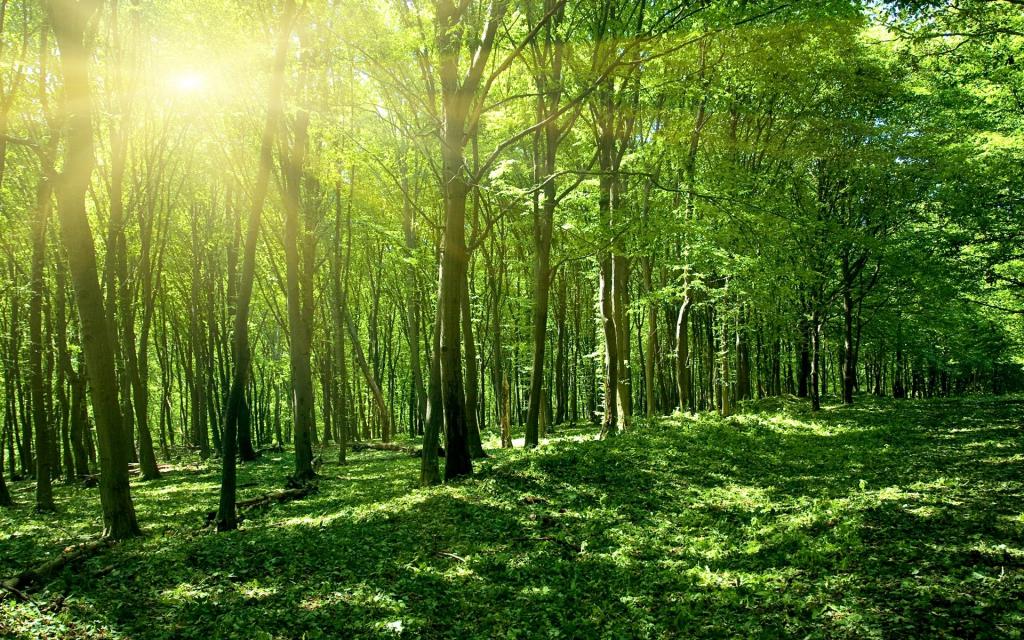 绿色的森林太阳春天壁纸,高清图片,壁纸,自然风景