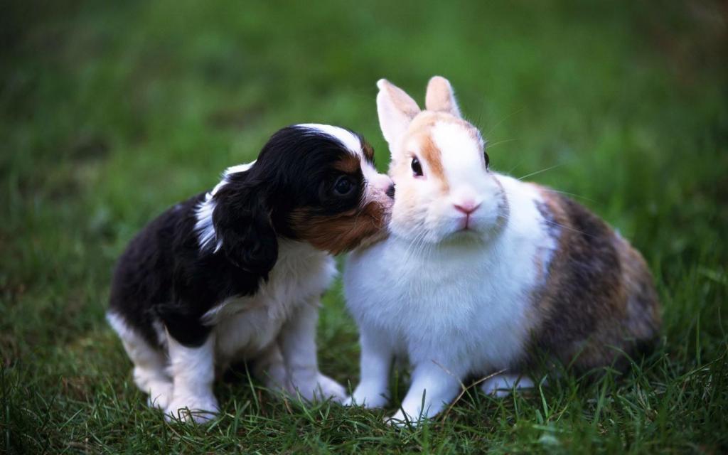 可爱的兔子和狗高清壁纸