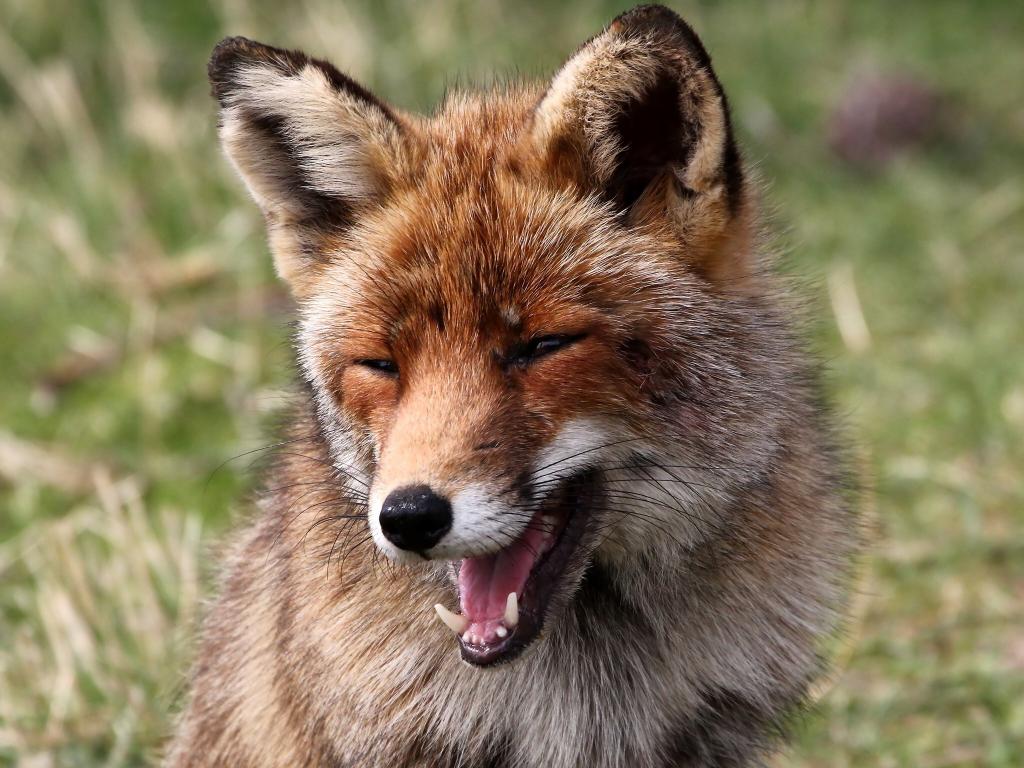狐狸眼笑起来图片